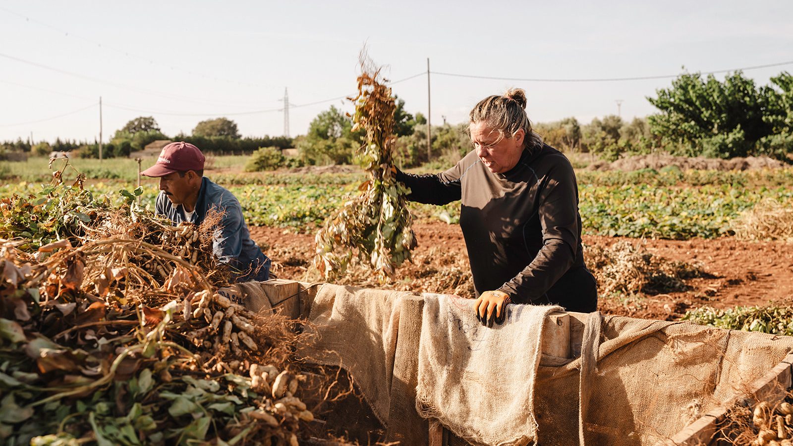 Payesa y payés cargando la mata de cacahuetes en la caja