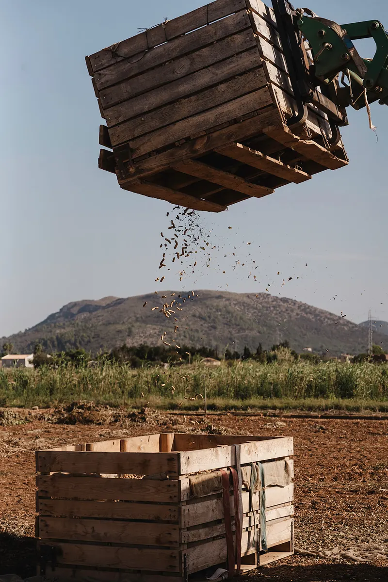 Cacahuetes cayendo de la caja con la sierra al fondo