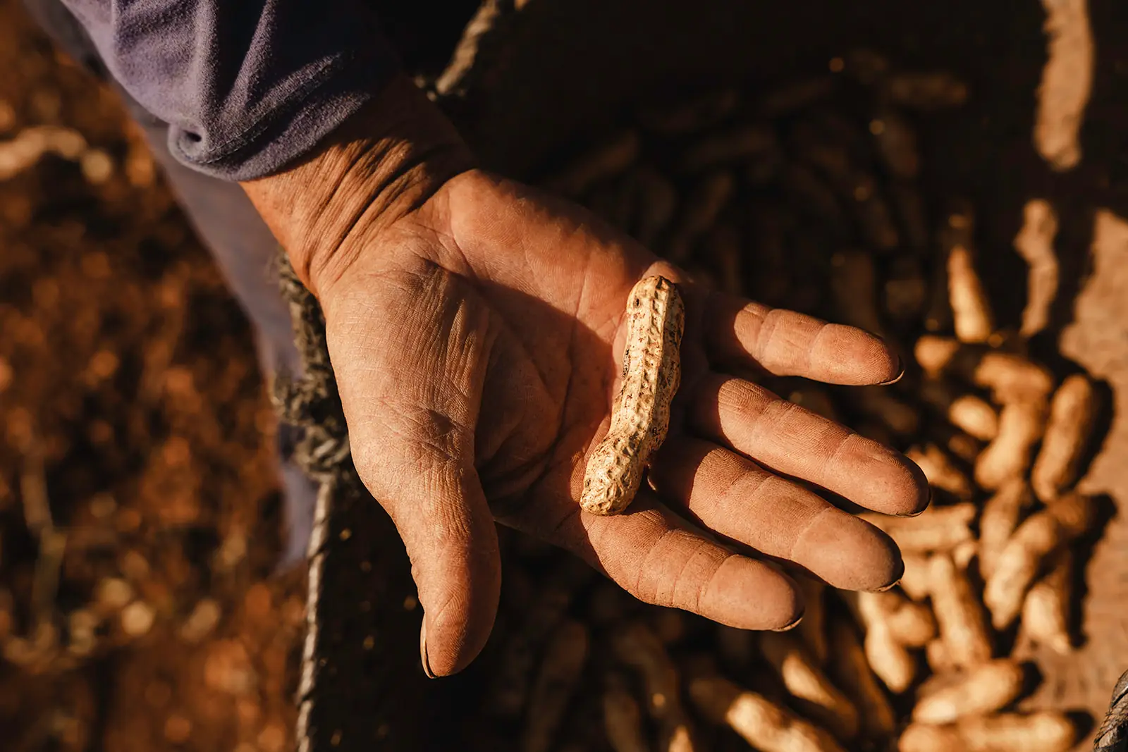 Mano con un cacahuete recién sacado de la tierra
