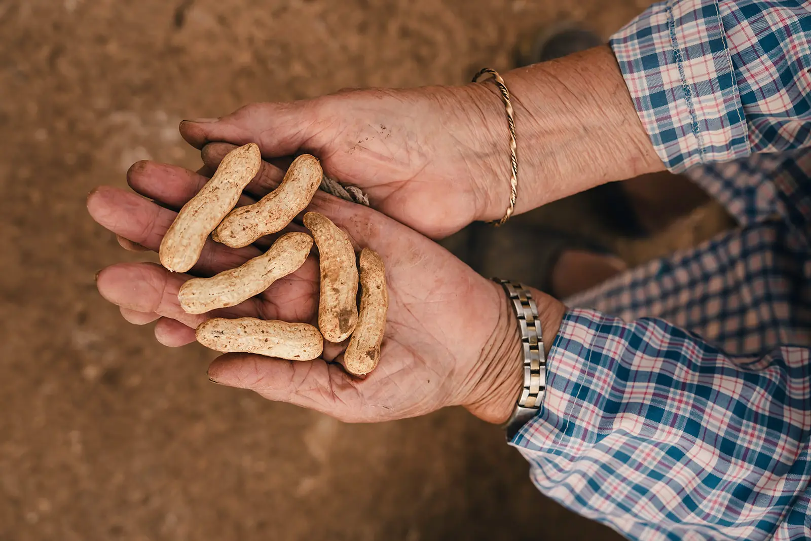 Manos de una payesa con cacahuetes recién cosechados