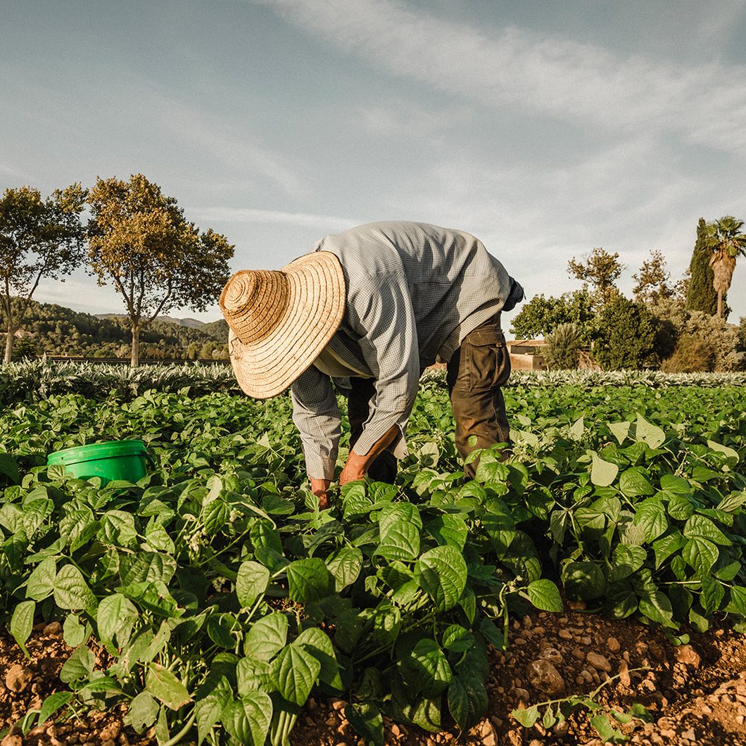 Recogiendo judías verdes en el huerto de Andana, en Sa Pobla